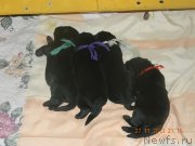 Превью фото № 139693