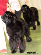 Превью фото № 139747