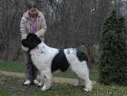 Превью фото № 139770