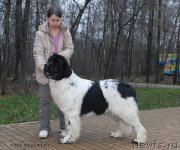 Превью фото № 139775