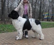 Превью фото № 139776