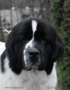 Превью фото № 139797