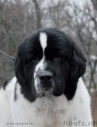 Превью фото № 139799