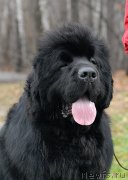 Превью фото № 139804