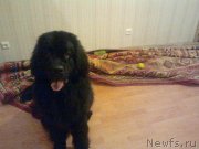 Превью фото № 139812