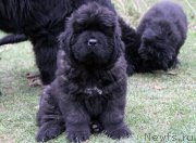 Превью фото № 139846