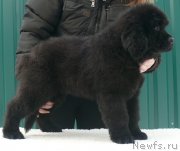 Превью фото № 139866