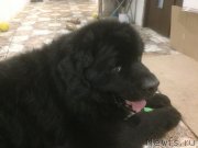 Превью фото № 139895