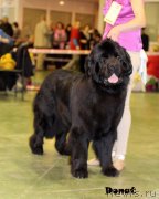 Превью фото № 139897