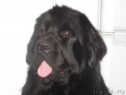 Превью фото № 139898