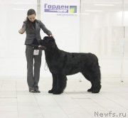 Превью фото № 139915