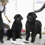 Превью фото № 139918