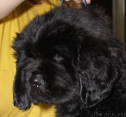 Превью фото № 139926