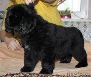 Превью фото № 139929