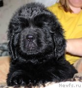 Превью фото № 139932