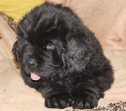 Превью фото № 139933