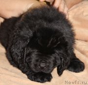 Превью фото № 139935