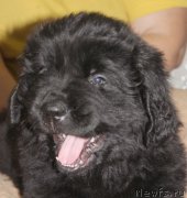 Превью фото № 139936