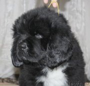 Превью фото № 139947