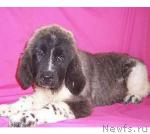 Превью фото № 13995