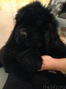 Превью фото № 140008