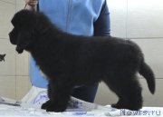 Превью фото № 140050