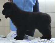 Превью фото № 140051