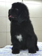 Превью фото № 140052