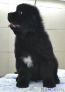 Превью фото № 140053