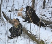 Превью фото № 140058