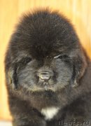 Превью фото № 140143