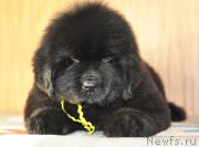 Превью фото № 140148