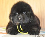 Превью фото № 140150