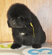 Превью фото № 140155