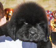 Превью фото № 140158