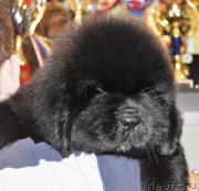 Превью фото № 140159