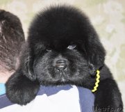 Превью фото № 140161