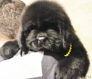 Превью фото № 140162