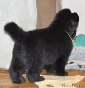 Превью фото № 140166