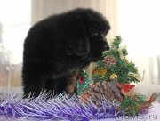 Превью фото № 140217