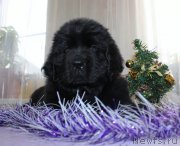 Превью фото № 140224