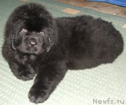 Превью фото № 140233