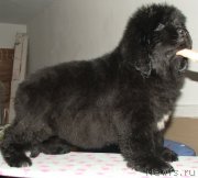 Превью фото № 140234