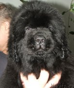 Превью фото № 140237