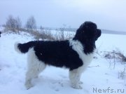 Превью фото № 140269