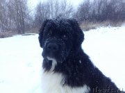 Превью фото № 140274