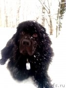 Превью фото № 140339