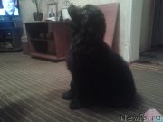 Превью фото № 140342