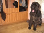 Превью фото № 140356