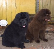 Превью фото № 140371